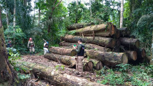 Em dois anos, Operação Curupira realiza mais de 1,7 mil ações de combate a crimes ambientais