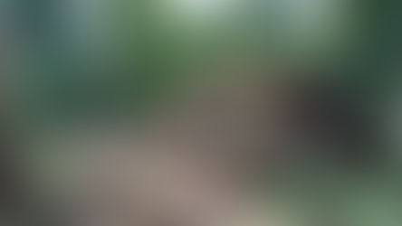 Em dois anos, Operação Curupira realiza mais de 1,7 mil ações de combate a crimes ambientais