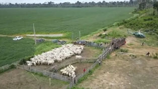 Produtores rurais de Uruará contestam operação do Ibama que apreendeu gado. "Ilegal", dizem