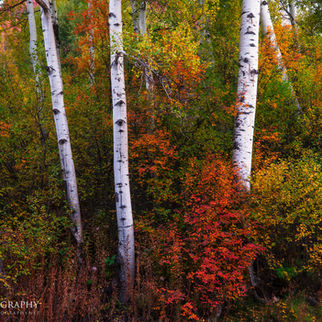 Fall Colors near Aspen Colorado.
Jeremy Johnson Fine Art Photography