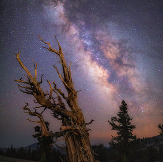 Milky Way Ancient Bristlecone Pine Forest Methuselah Tree j johnson photography jeremy johnson photography astrophotography