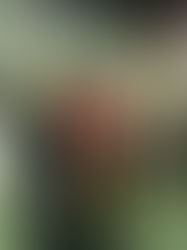 Karnevalsideen Schule