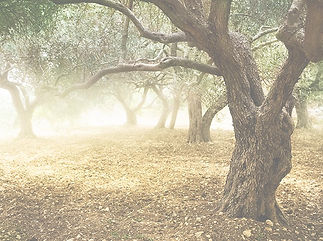 Olive Grove_edited.jpg
