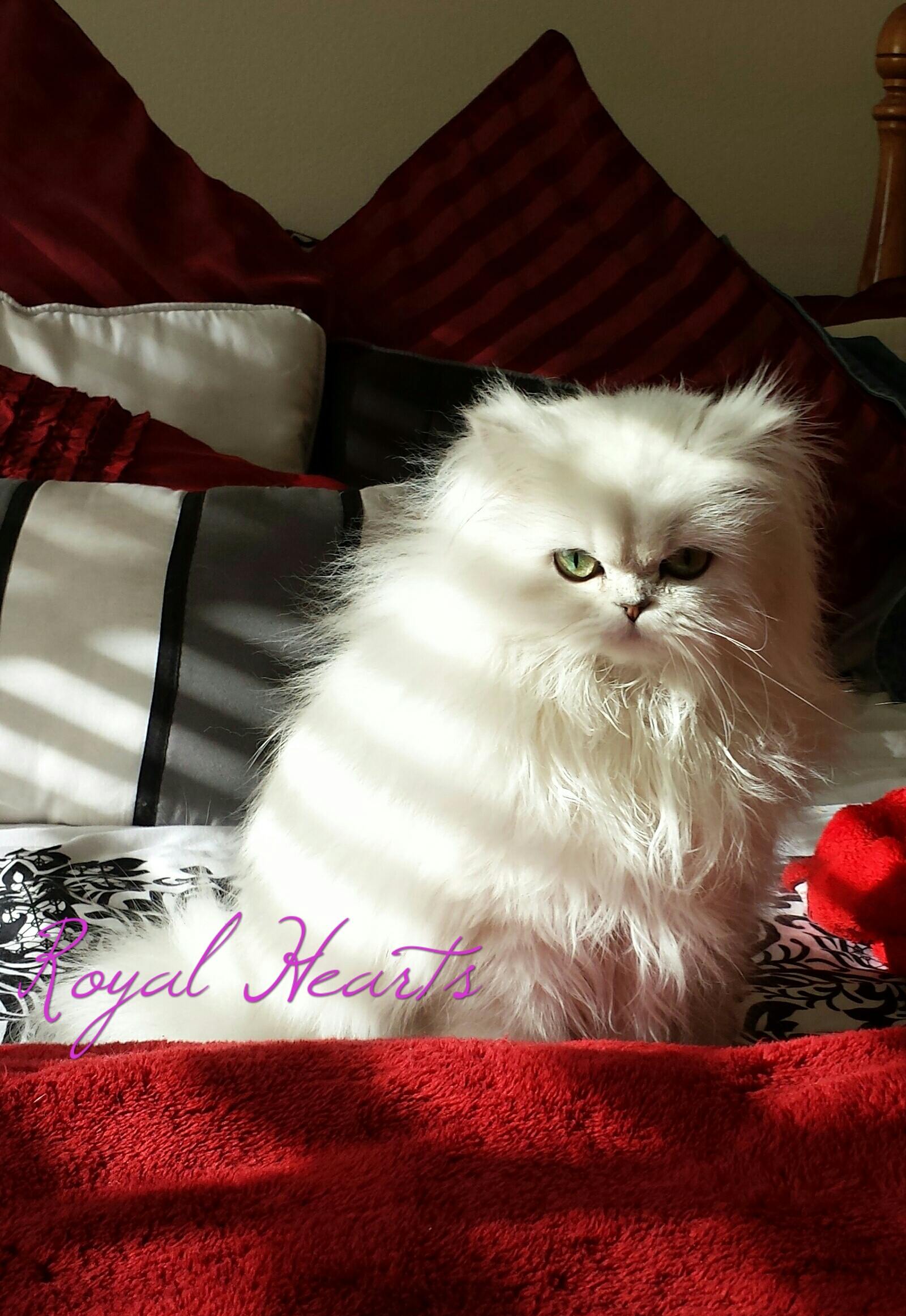 sweetheart persian kittens