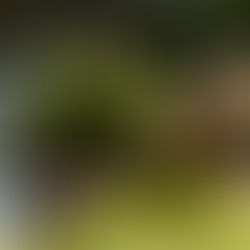 Samedi 13 juillet à 22h30 - Serafine