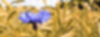 cornflower-5329295_zugeschniten3.jpg