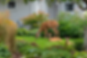 Protect your landscape with these 6 deer-resistant plants!