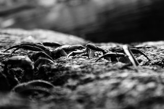Shutter by Streeter - Photography by Anthony Mark Streeter