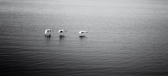 Shutter by Streeter, Swan, Swans