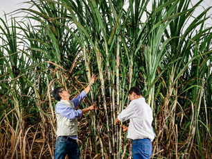 O broto da salvação: mudas pré-brotadas podem elevar produtividade em 40%