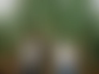 O broto da salvação: mudas pré-brotadas podem elevar produtividade em 40%