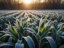 Frio, estresse climático e risco no campo: é nesse cenário que o melaço ganha ainda mais importância.