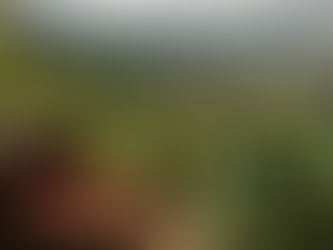 Benefícios do Melaço para Plantações de Café: Nutrindo o Solo e Melhorando a Qualidade dos Grãos
