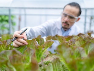 Melaço: Uma Solução Eficiente para a Nutrição de Cultivos Hortícolas