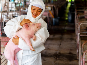 A utilização do melaço de cana na alimentação dos suínos, suas particularidades e benefícios