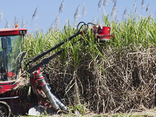 Produção de cana pode alcançar 654 milhões de toneladas