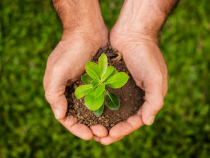 Bio estimulantes e Agricultura Regenerativa: O Papel do Melaço nos Novos Sistemas Agrícolas