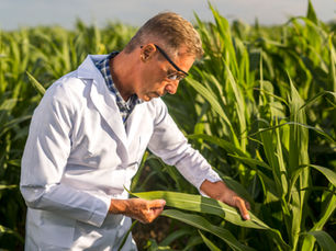 Melaço na Indústria Química: Aplicações e Benefícios Além da Agropecuária