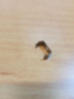 קליפס נירוסטה