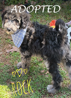 rock adopted
