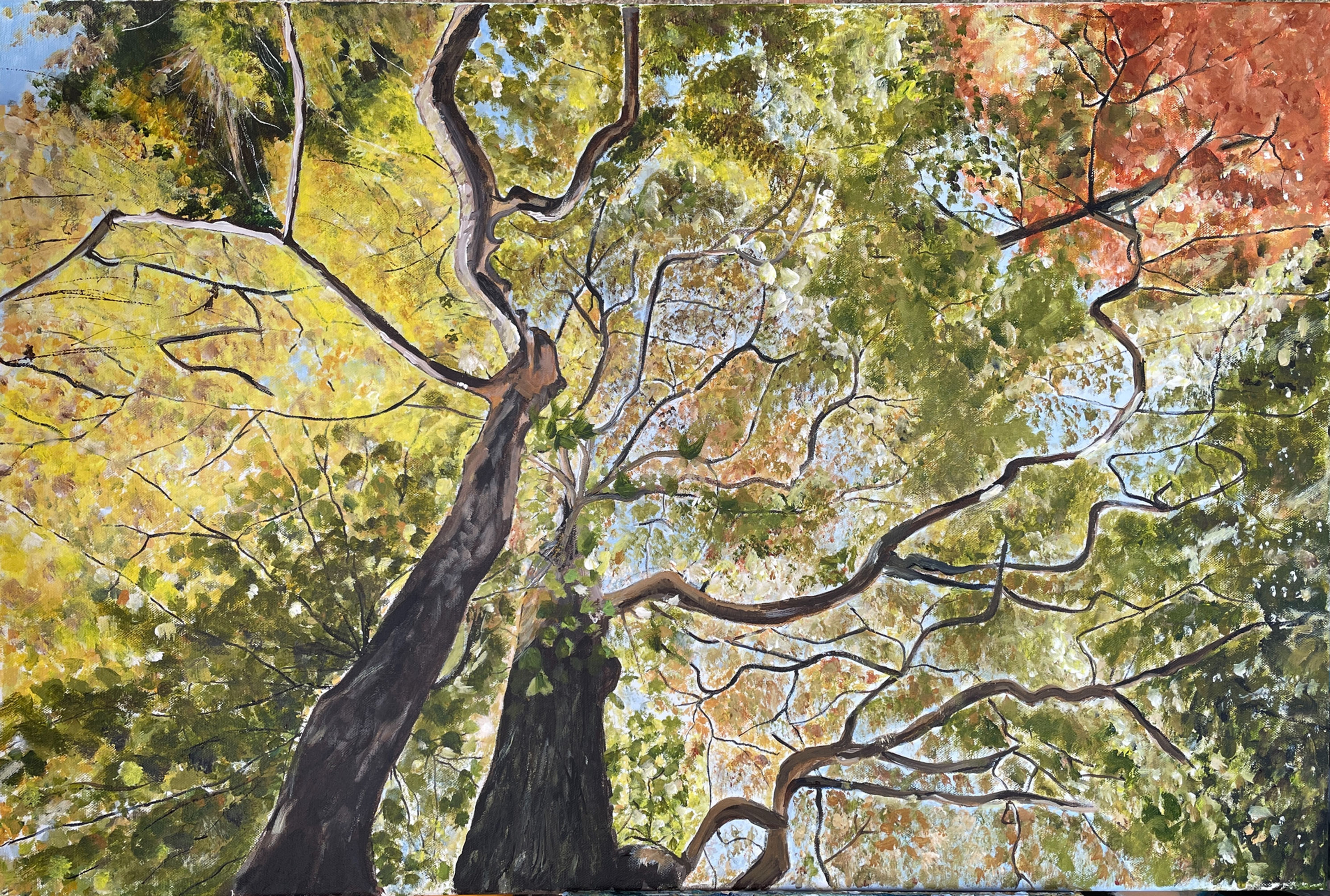 Tree Painting The Canopy