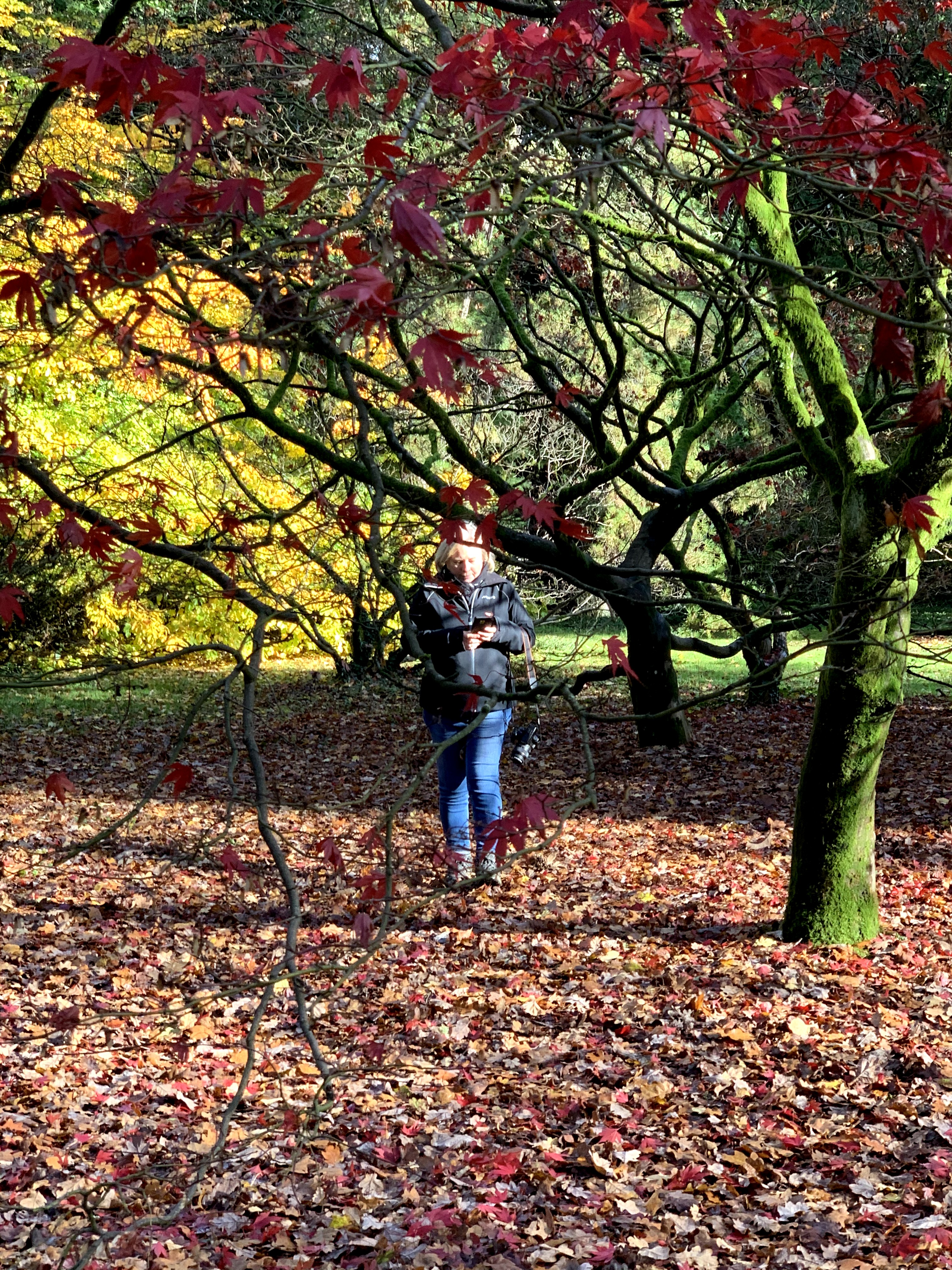 Sue O'Sullivan at Westonbirt Arboretum