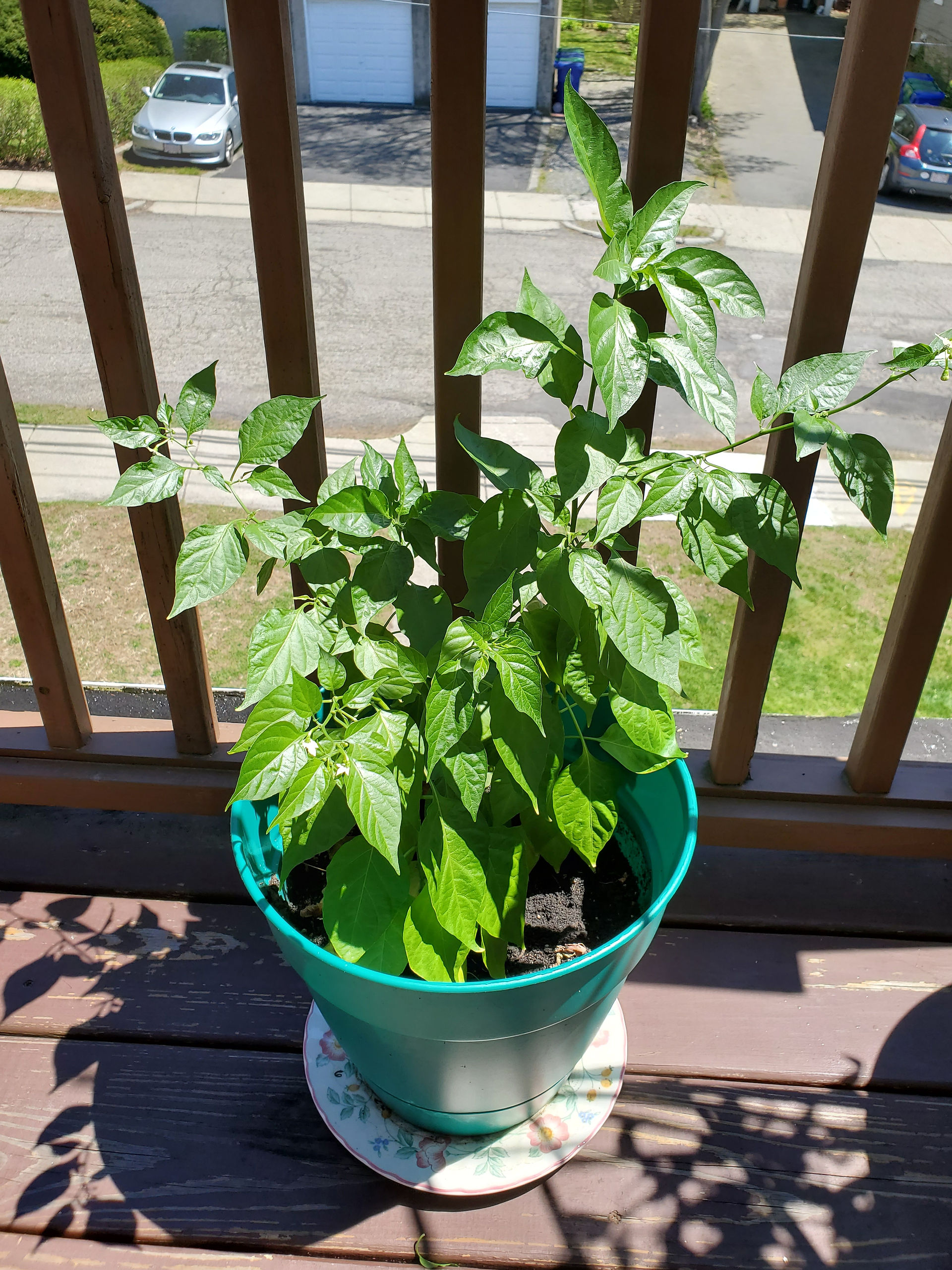 Habanero plant