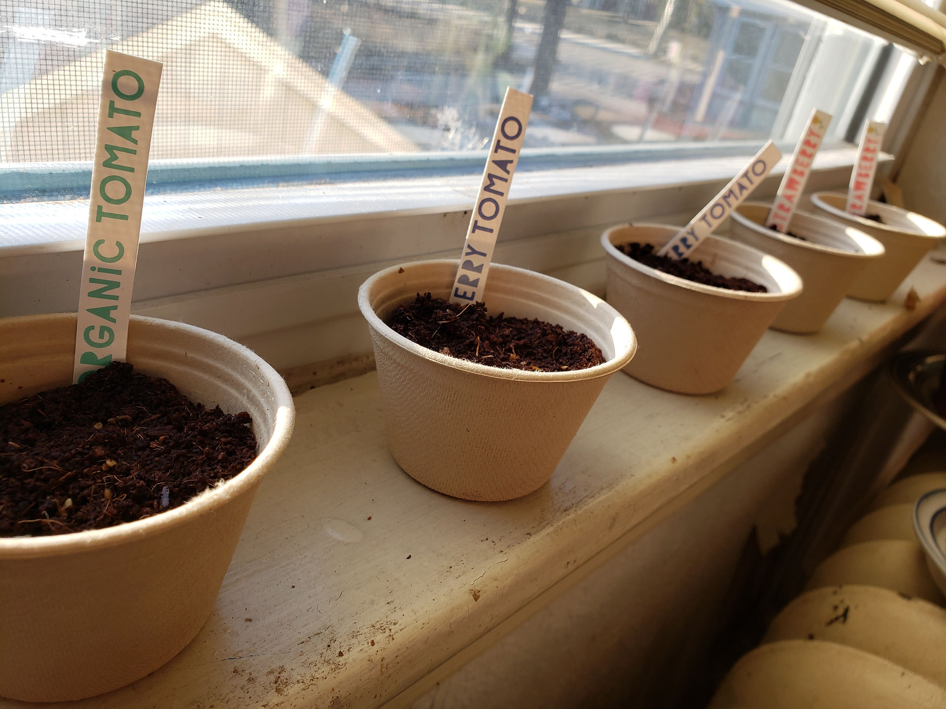 Seeds in window 1