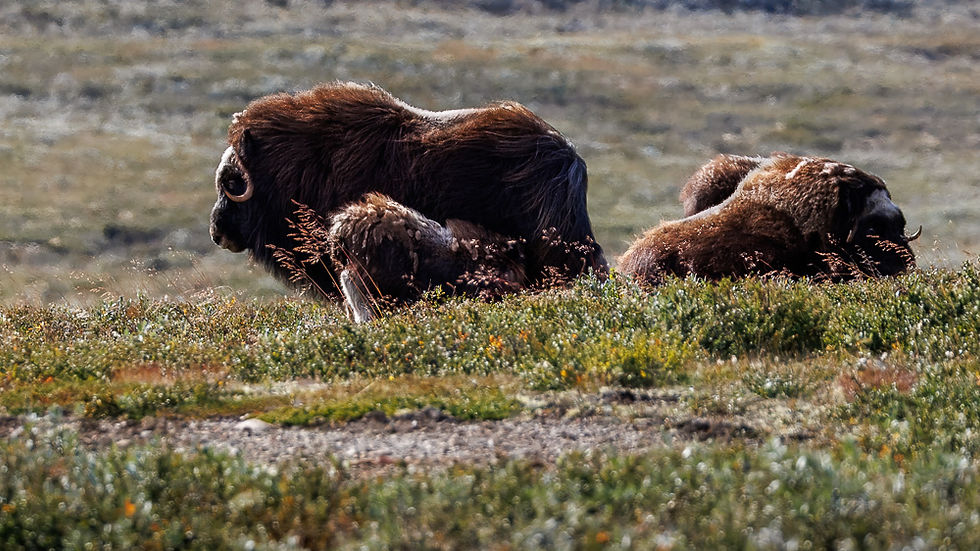 En moskusmor ammer sin kalv på Dovrefjell i Dovrefjell- Sunndalsfjella nasjonalpark