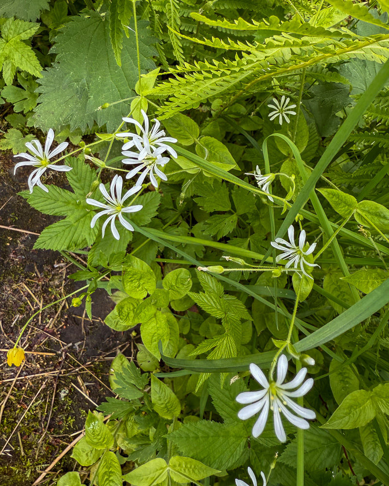 Hvite blomster ved Merradalsbekken i Oslo