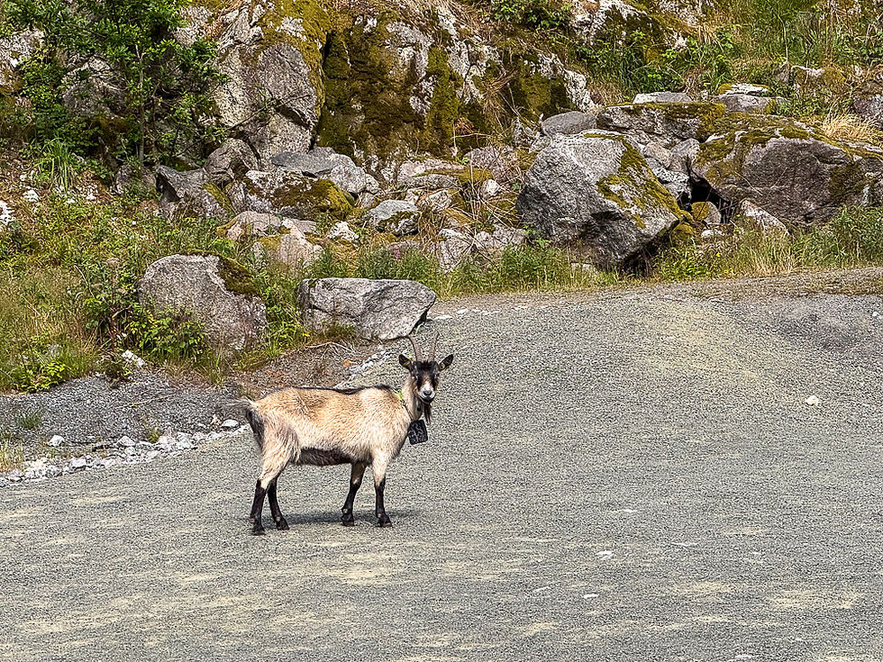 Geit på veien ved Helleren i Jøssingfjord