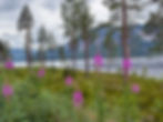 Blomster og trær ved Fyresvatn og Vikefjell i Hamaren aktivitetspark i Fyresdal