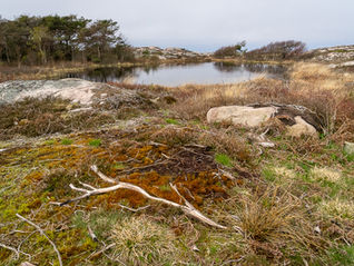 Tjurpannan nature reserve in Grebbestad - rehabilitation of heather areas - increased biodiversity - Grace project - nature restoration - rewilding
