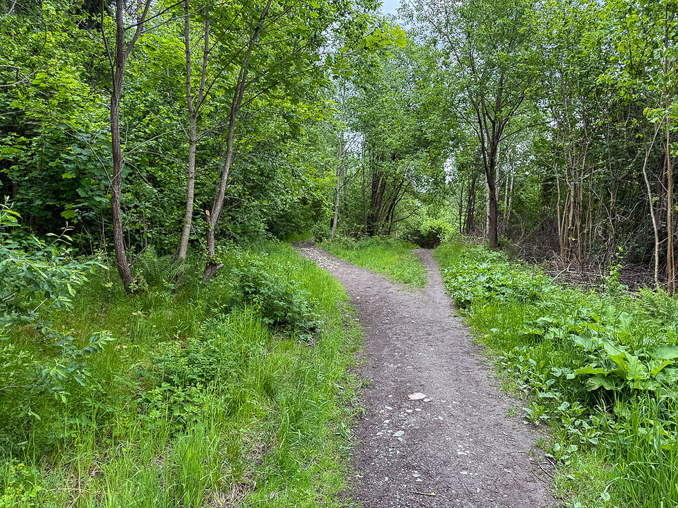 Veiskille for stier i skog ved Merradalsbekken i Oslo