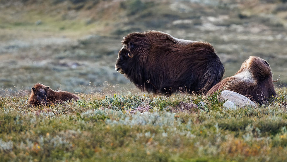 Moskus med kalv på Dovrefjell i Dovrefjell- Sunndalsfjella nasjonalpark