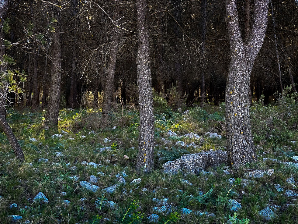 Pinjeskog i Naturparken Els Arcs de Castell de Castells i Alicanteregionen