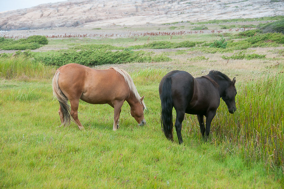 En blakk og en sort hest gresser i høyt gress i Tjurpannan naturreservat ved Grebbestad på Sveriges vestkyst