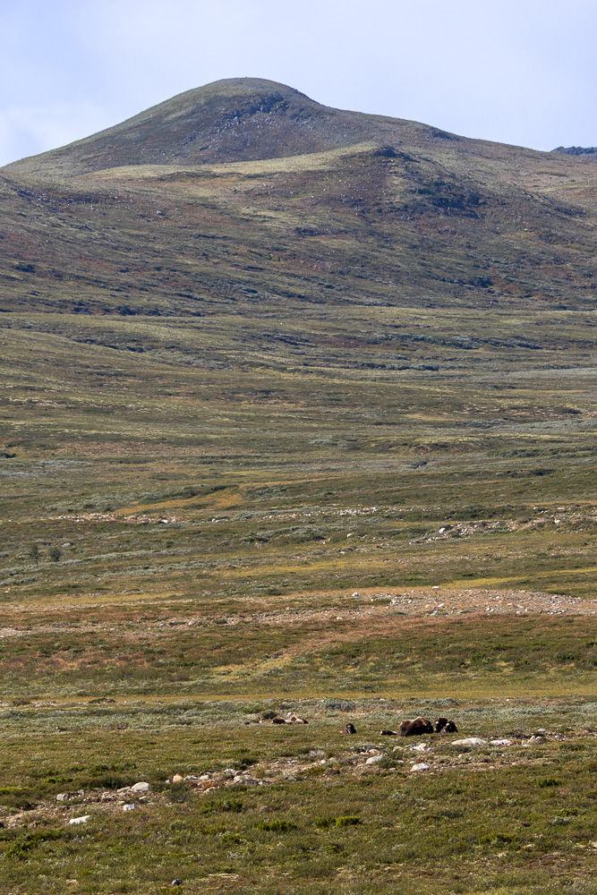 En liten flokk moskus ved slake fjellsider på Dovrefjell i Dovrefjell- Sunndalsfjella nasjonalpark