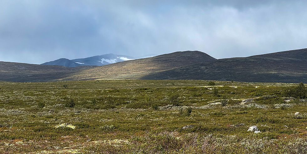 Vide vidder på Dovrefjell