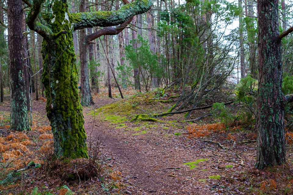 Grønne partier i skogen på Nøtholmen ved Strømstad