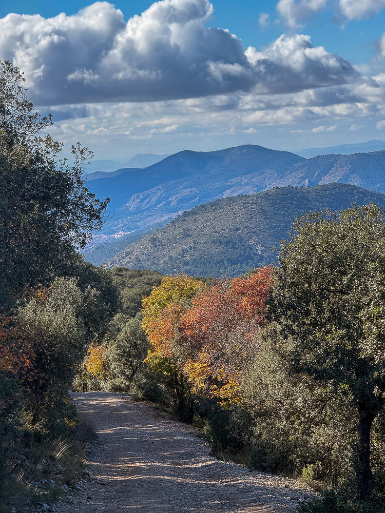 Grusvei gjennom eikeskog i Parque Natural del Carrascal de la Fuente Roja de Alcoy