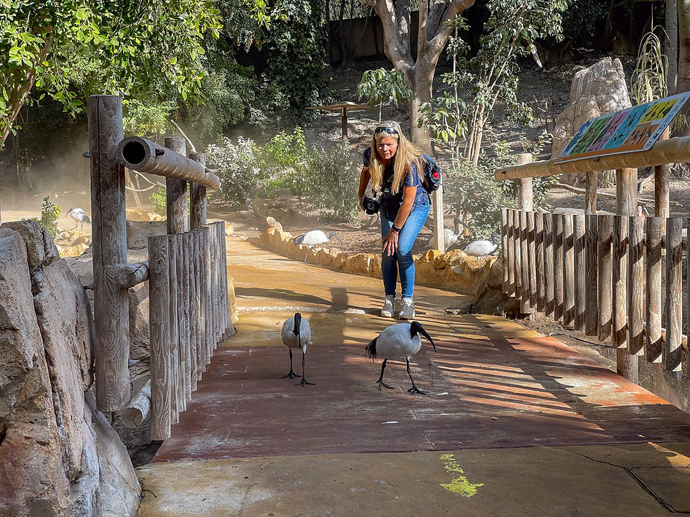 Woman and two sacred ibises in the Terra Natura zoo