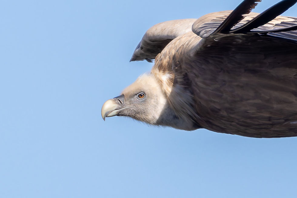 Nærbilde av gåsegribb i Parque Natural del Carrascal de la Fuente Roja de Alcoy