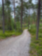 Grusvei gjennom skogen i Hamaren aktivitetspark i Fyresdal