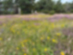 Blomstereng ved Greby gravfelt ved Grebbestad