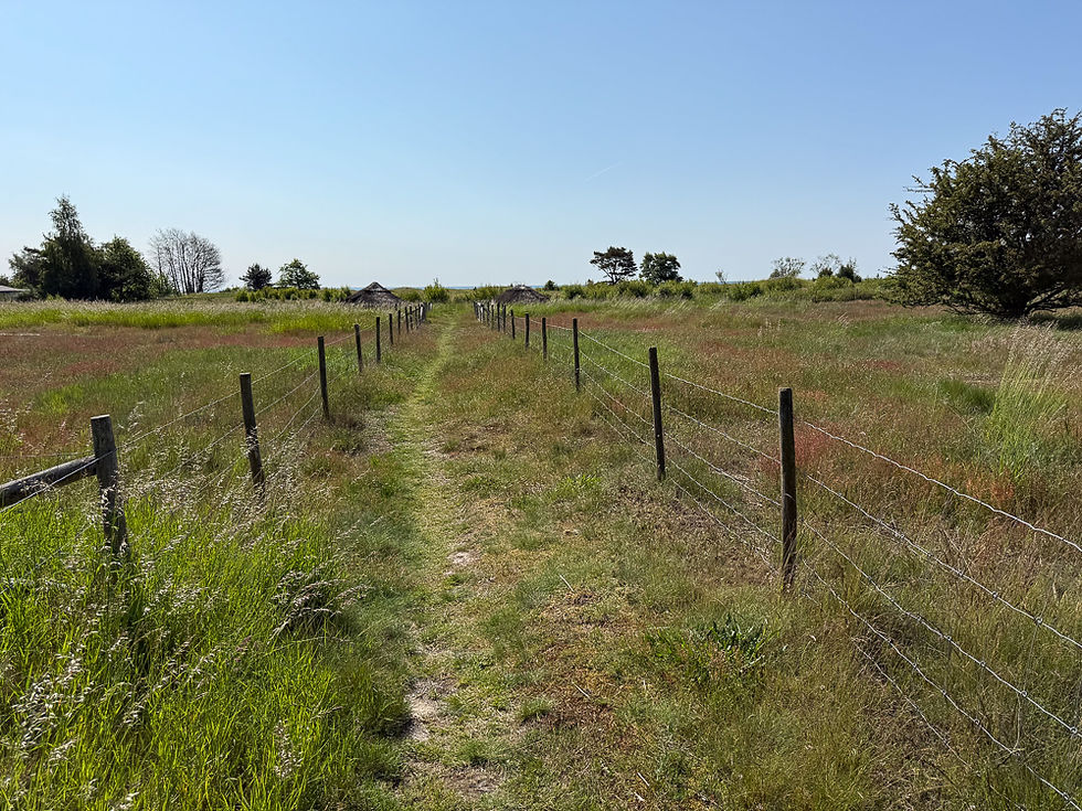 Inngjerdet sti på grønn slette i Fårabackarna naturreservat i Trelleborg kommune