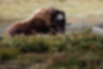 Moskus på Dovrefjell i Dovrefjell- Sunndalsfjella nasjonalpark