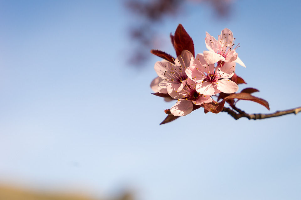 Fruktblomstring i Tarbena