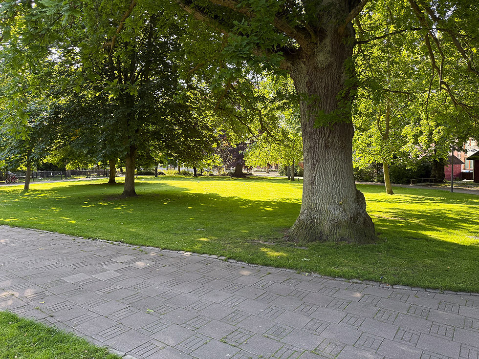 Hellelagt turvei med tykk trestamme og tung krone ved gressplein i Trelleborg Stadspark Trelleborg City park