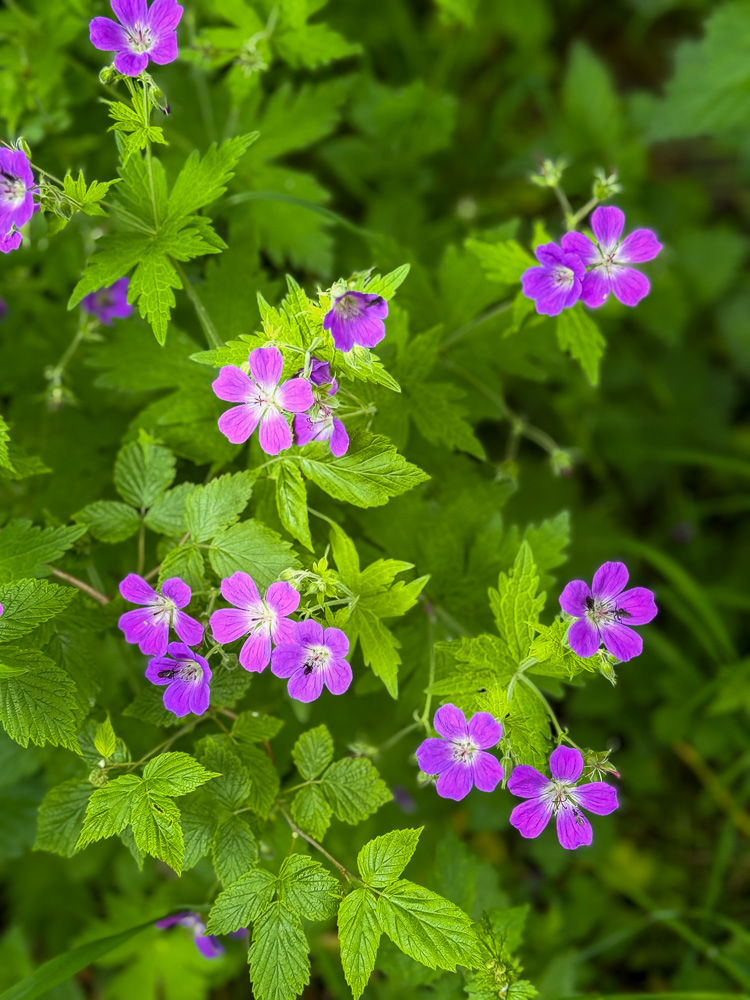Lilla blomster ved Merradalsbekken i Oslo